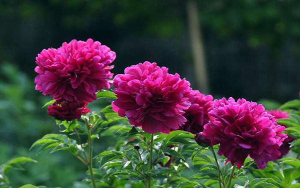 芍药花养殖和繁殖的方法，芍药花种植窍门大全