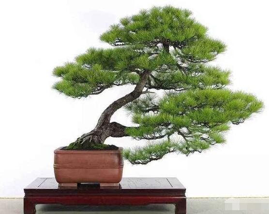 罗汉松盆景制作方法，教你五个基本步骤便可开枝散叶