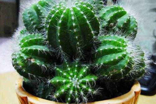 仙人球分离小球的方法，分离后小球这样扦插成活率最高