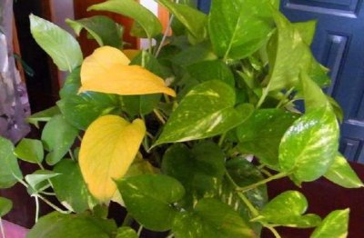绿萝变黄怎么补救