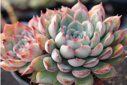 猎户座多肉怎么养？当多肉植物遇上十二星座