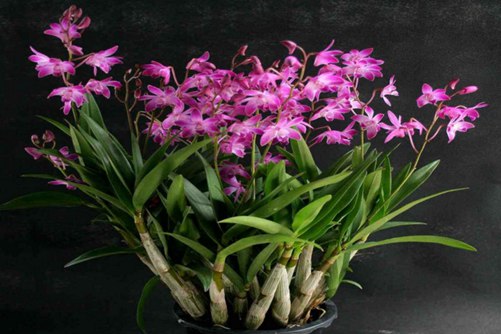 石斛兰怎么养，这样养殖植石斛兰花靓杆粗