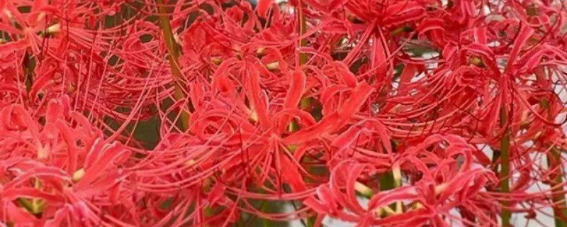 彼岸花叶子发黄了怎么办