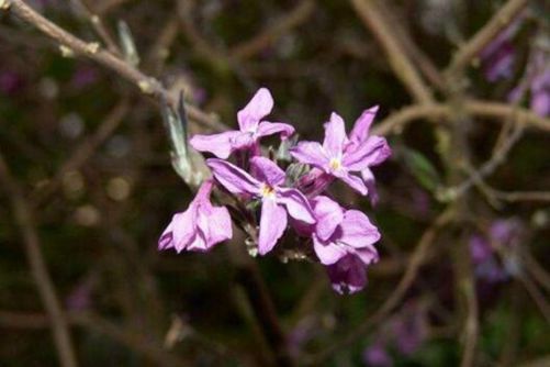 芫花图片，龟脊羊肠九里汀 芫花灿灿麦青青