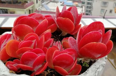 多肉植物怎么养才能爆盆