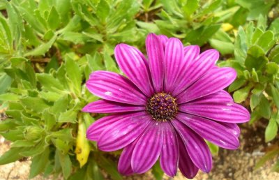 玛格丽特花怎么养？玛格丽特花的养殖方法