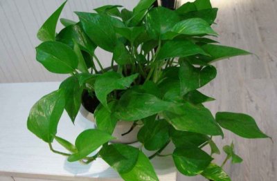 绿萝变黄叶子了是怎么回事