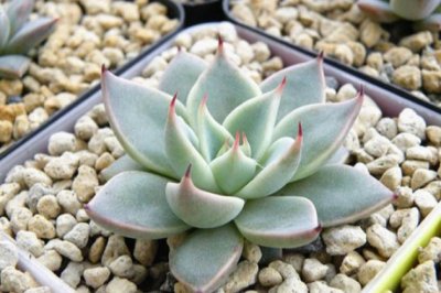 这些冷门的多肉植物你知多少