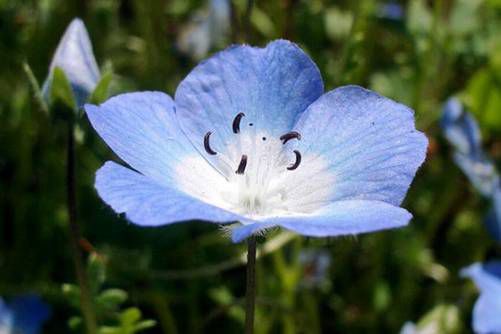 粉蝶花图片，斑斓粉蝶花中恋，绚丽红梅枝上稠