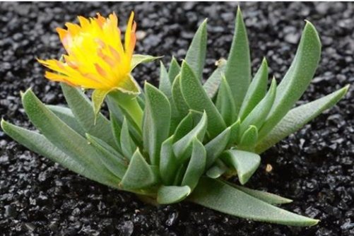 黄花照波养殖方法，朵朵黄花，灼灼其华