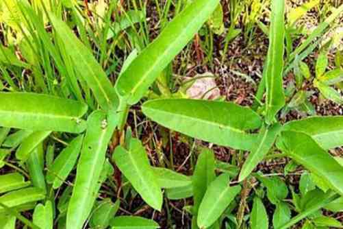 竹叶菜的做法，三伏天吃肉喝汤不如吃这菜