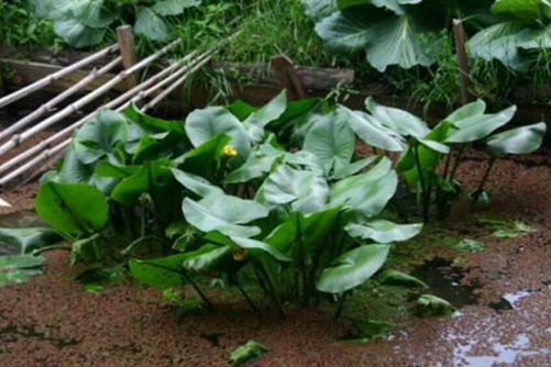 萍蓬草的功效与作用，萍蓬草不仅供观赏还有很好的药用价值