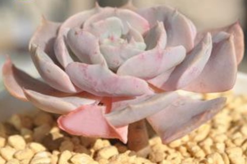 利比里亚多肉怎么养？多肉植物利比里亚的养殖方法