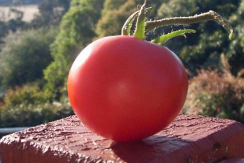 西红柿的营养价值和功效作用，西红柿怎么吃最美味呢