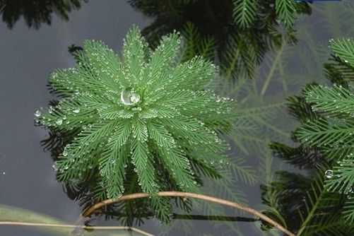 狐尾藻有什么用途，狐尾藻虽能净化水但危害也很大