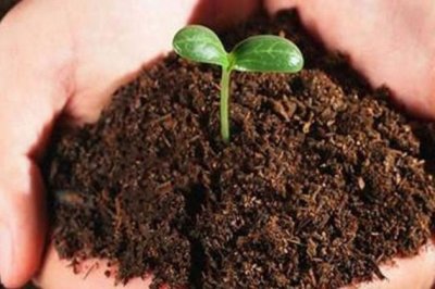 轻信养花防止土壤板结“小妙招”，小心你的花花“不开心”！