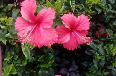 扶桑花的养殖方法