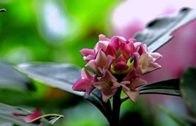 金边瑞香冬天怎么养？金边瑞香冬季养殖方法