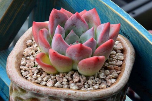 玛蒂尔达多肉怎么养？三步养出迷人的玛蒂尔达多肉