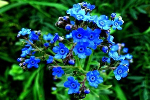 蓝布裙的辨别方法，蓝布裙的药效介绍