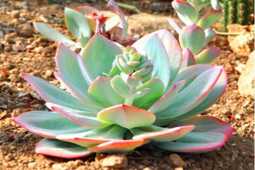 白凤怎么砍头？“砍头”是它重生的最好办法