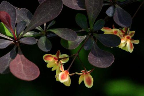 紫叶小檗的功效作用，可别小瞧了紫叶小檗，它居然这么厉害