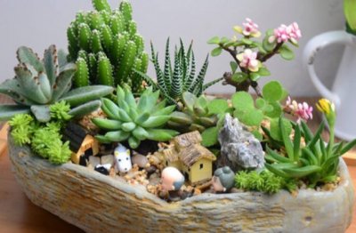 家里怎么养多肉植物