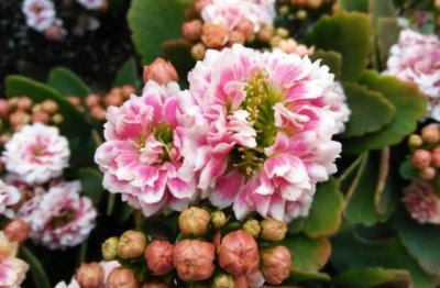 长寿花的种植和注意事项