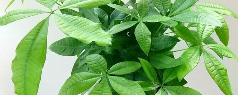 发财树移栽注意事项