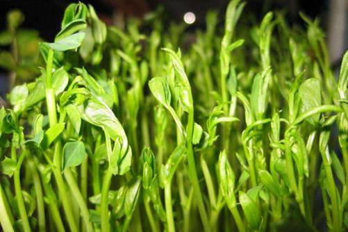 豌豆苗可以生吃吗？豌豆苗的做法原来还有这么多花样