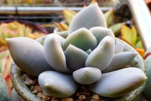 白雪女王养殖方法，以女神名字命名的多肉