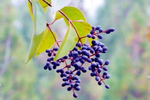 女贞子的功效与作用，滋补肝肾和明目乌发