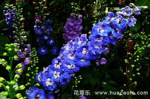 花语大全：飞燕草的花语和传说