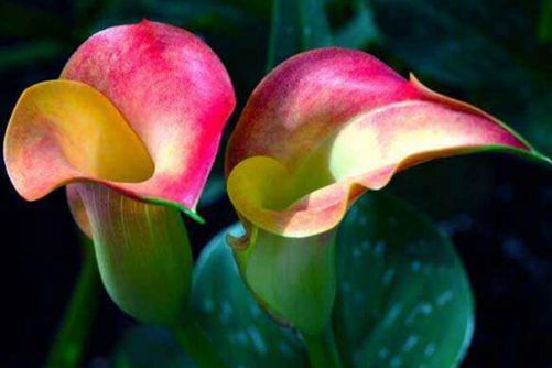 马蹄莲有毒吗？有毒 只要注意以下几点，养在家里没问题