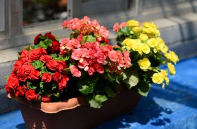 养花的注意事项