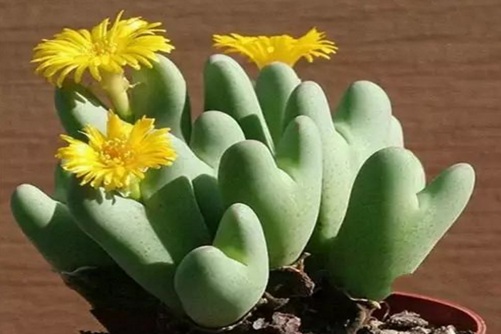 多肉授粉播种常识 , 怎么给开花多肉授粉