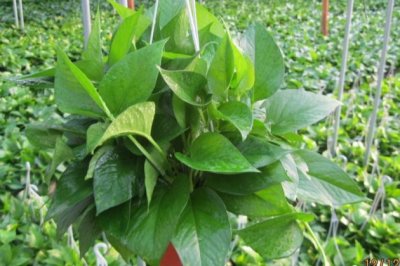 如何让绿萝快速生长满盆、快速长藤小妙招