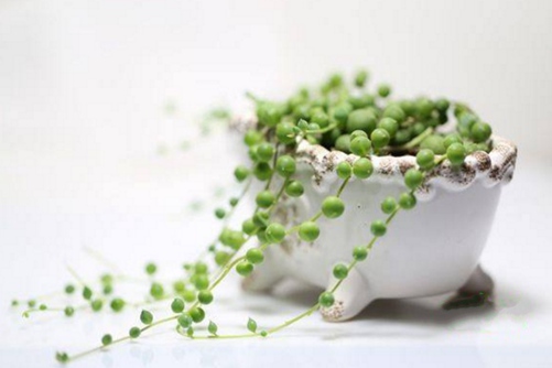 多肉佛珠怎么养, 佛珠多肉种植这样养你就等着爆盆吧!