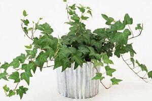 常春藤花语是什么，象征着忠诚与友谊