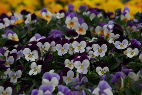 花坛植物有哪些？花坛植物选择和种植要点都在这里