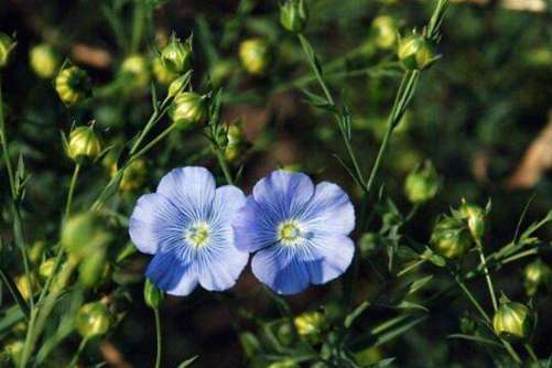 胡麻籽图片，不食胡麻饭 杯中自得仙
