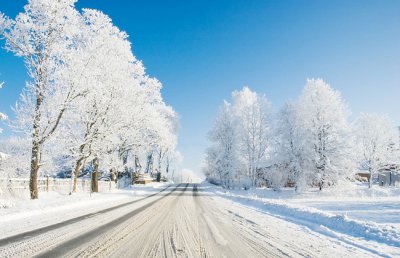 虞美人冬天怎么种？虞美人冬季养护越冬方法技巧