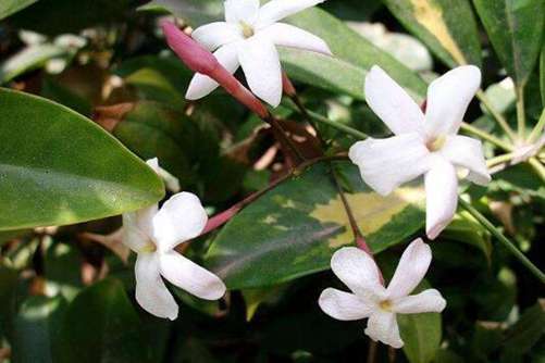 素馨花的养殖方法，这样养殖花朵美过丁香，花香浓过茉莉