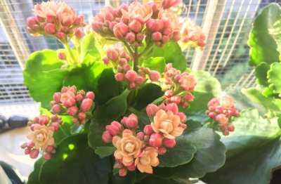 鹿角长寿花的养殖方法