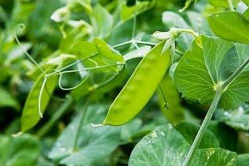 扁豆是不是荷兰豆？扁豆和荷兰豆的正确区分方法