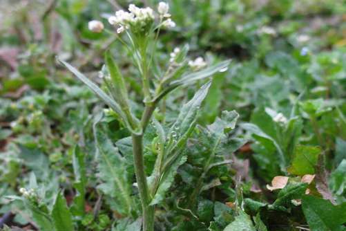 地菜的图片，春日平原荠菜花，新耕雨后落群鸦