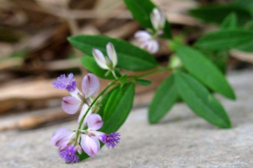 瓜子金的价值与功效？瓜子金 看似野草其实是一种解毒草药