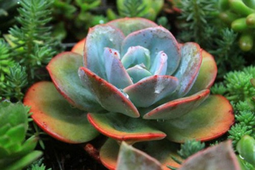 白凤多肉怎么养？待到春风吹起时,青枝顶红花