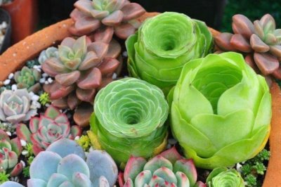 山地玫瑰怎么养？山地玫瑰的养殖方法和注意事项