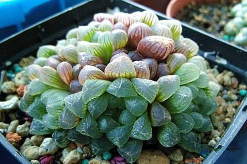 姬玉露怎么养晶莹剔透？4步养出珠圆玉润,色彩斑斓的姬玉露